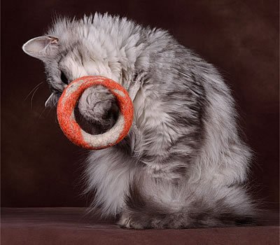 THE RING Filzring zum spielen